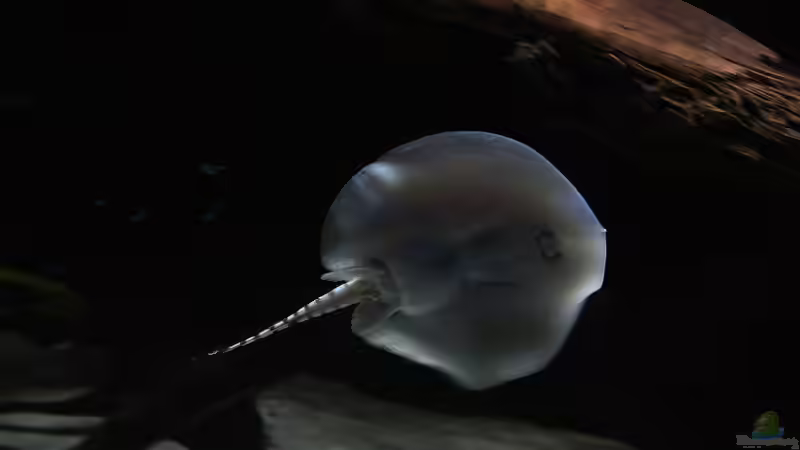 Besatz im Aquarium Amazonasufer von AmazonasFelix (23)