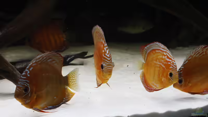 Besatz im Aquarium Amazonasufer von AmazonasFelix (25)