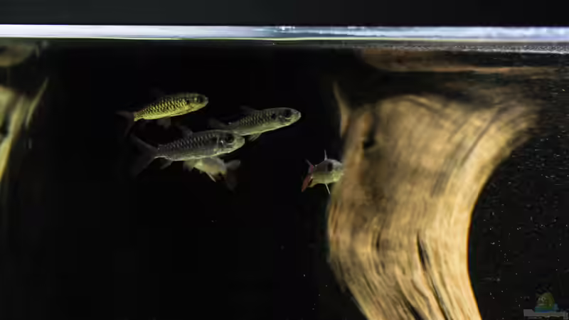 Besatz im Aquarium Amazonasufer von AmazonasFelix (34)