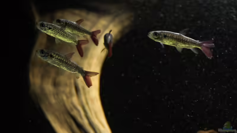 Besatz im Aquarium Amazonasufer von AmazonasFelix (35)