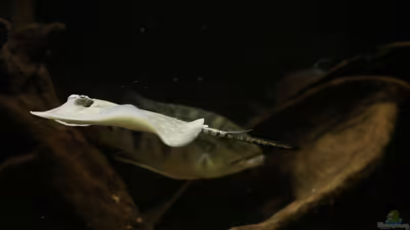 Besatz im Aquarium Amazonasufer von AmazonasFelix (36)