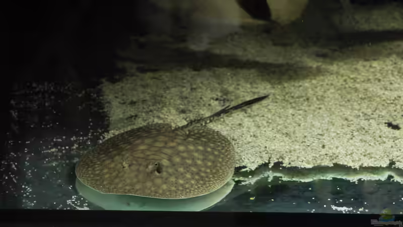 Besatz im Aquarium Amazonasufer von AmazonasFelix (38)