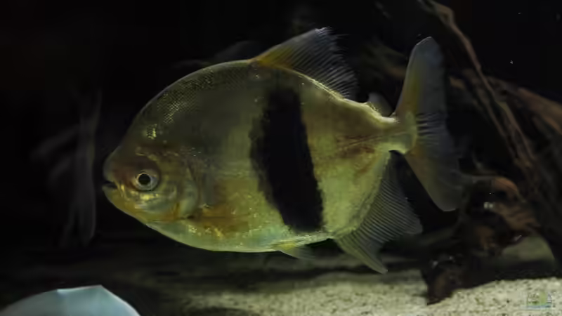 Besatz im Aquarium Amazonasufer von AmazonasFelix (39)