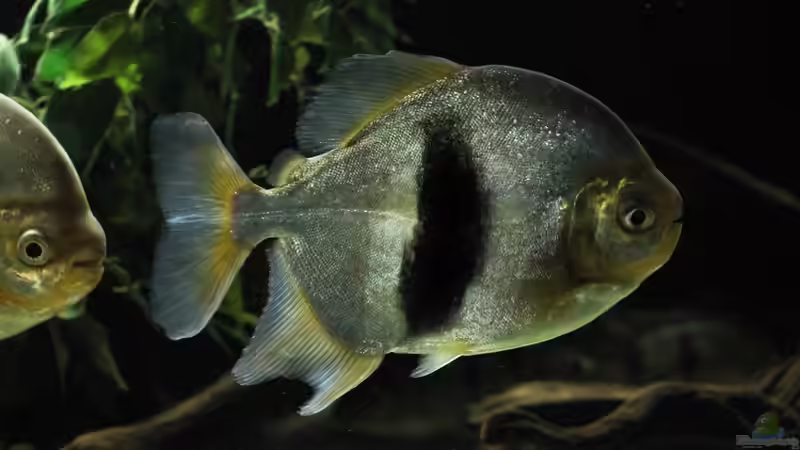 Besatz im Aquarium Amazonasufer von AmazonasFelix (40)