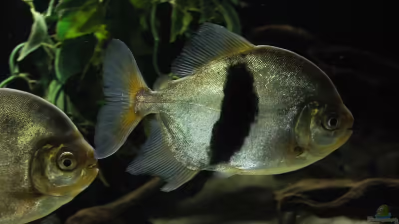 Besatz im Aquarium Amazonasufer von AmazonasFelix (41)