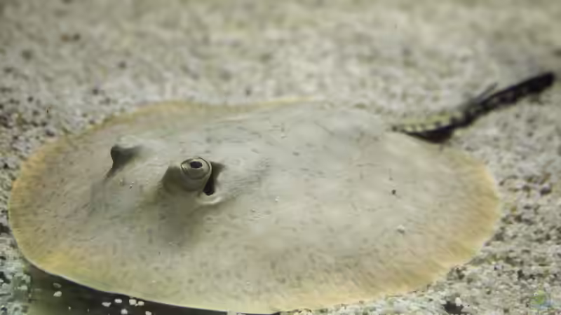 Besatz im Aquarium Amazonasufer von AmazonasFelix (42)