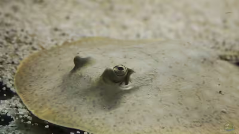 Besatz im Aquarium Amazonasufer von AmazonasFelix (43)