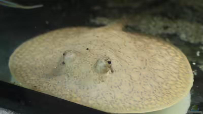 Besatz im Aquarium Amazonasufer von AmazonasFelix (44)