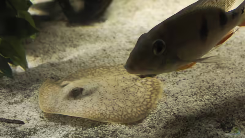 Besatz im Aquarium Amazonasufer von AmazonasFelix (45)