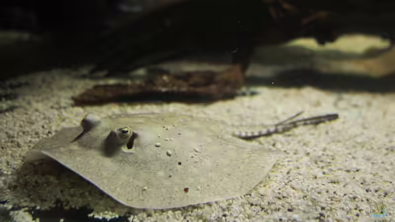 Besatz im Aquarium Amazonasufer von AmazonasFelix (46)