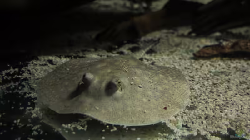 Besatz im Aquarium Amazonasufer von AmazonasFelix (47)