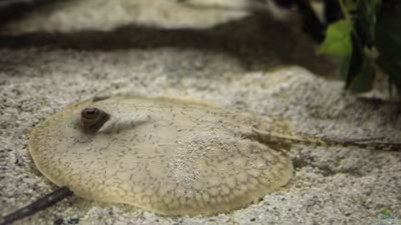 Besatz im Aquarium Amazonasufer von AmazonasFelix (48)