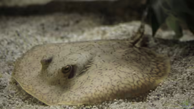 Besatz im Aquarium Amazonasufer von AmazonasFelix (49)