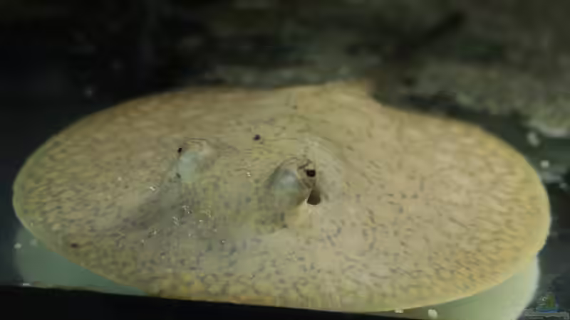 Besatz im Aquarium Amazonasufer von AmazonasFelix (50)