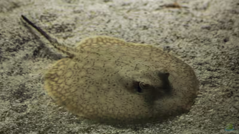 Besatz im Aquarium Amazonasufer von AmazonasFelix (51)