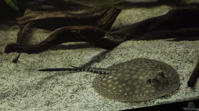 Besatz im Aquarium Amazonasufer von AmazonasFelix (52)