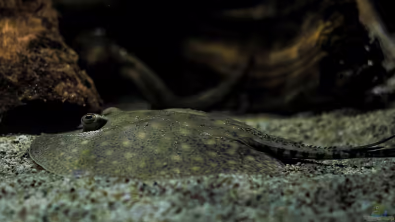 Besatz im Aquarium Amazonasufer von AmazonasFelix (58)