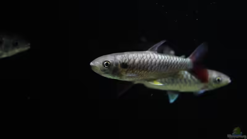 Besatz im Aquarium Amazonasufer von AmazonasFelix (59)