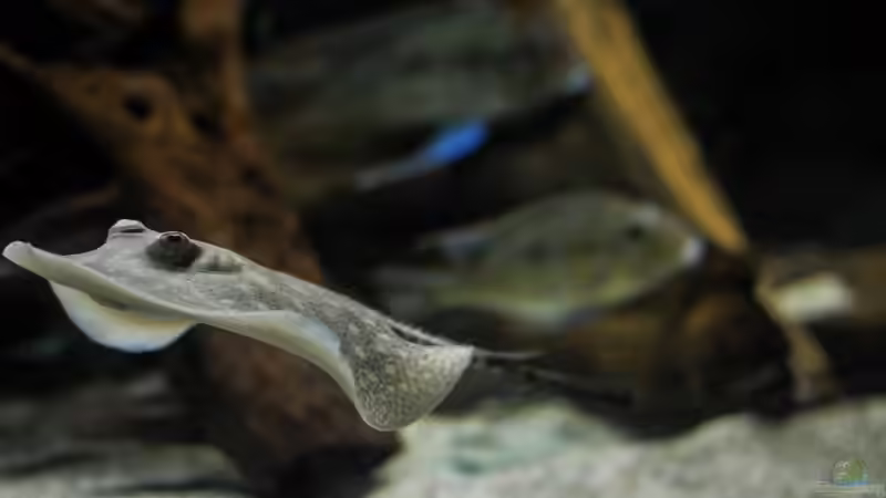 Besatz im Aquarium Amazonasufer von AmazonasFelix (61)