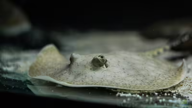 Besatz im Aquarium Amazonasufer von AmazonasFelix (62)