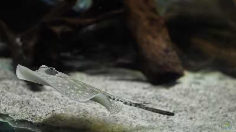 Besatz im Aquarium Amazonasufer von AmazonasFelix (63)