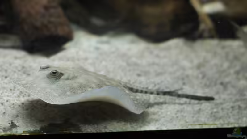 Besatz im Aquarium Amazonasufer von AmazonasFelix (64)