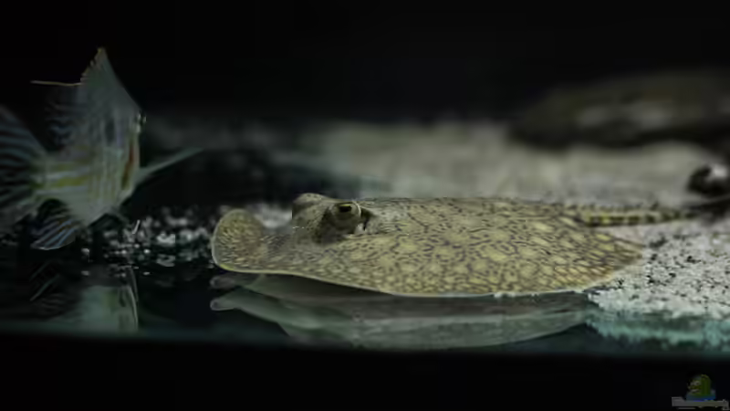 Besatz im Aquarium Amazonasufer von AmazonasFelix (65)