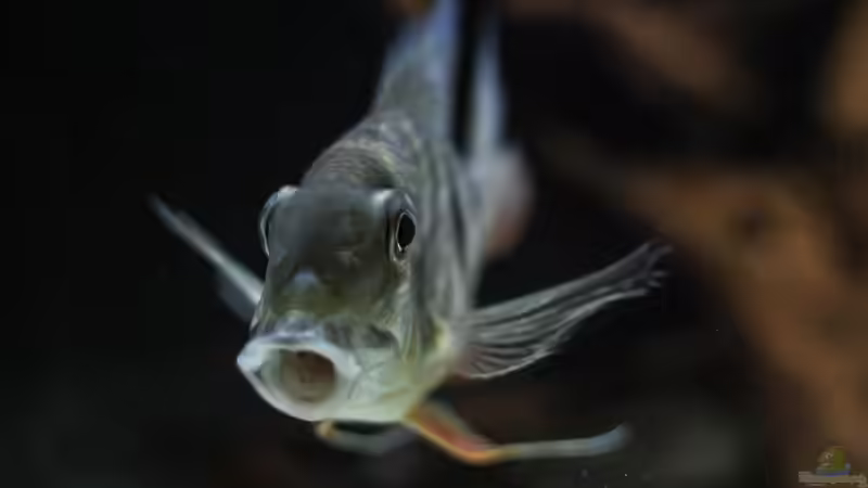 Besatz im Aquarium Amazonasufer von AmazonasFelix (66)