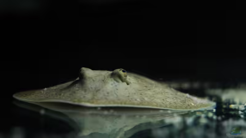 Besatz im Aquarium Amazonasufer von AmazonasFelix (67)