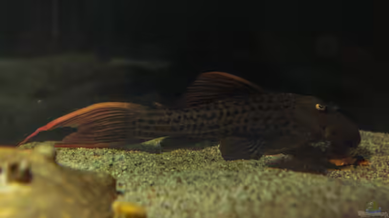 Besatz im Aquarium Amazonasufer von AmazonasFelix (69)