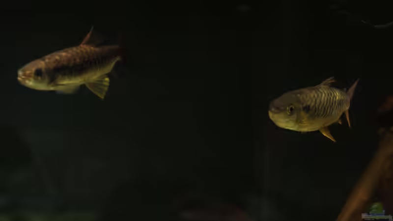 Besatz im Aquarium Amazonasufer von AmazonasFelix (70)