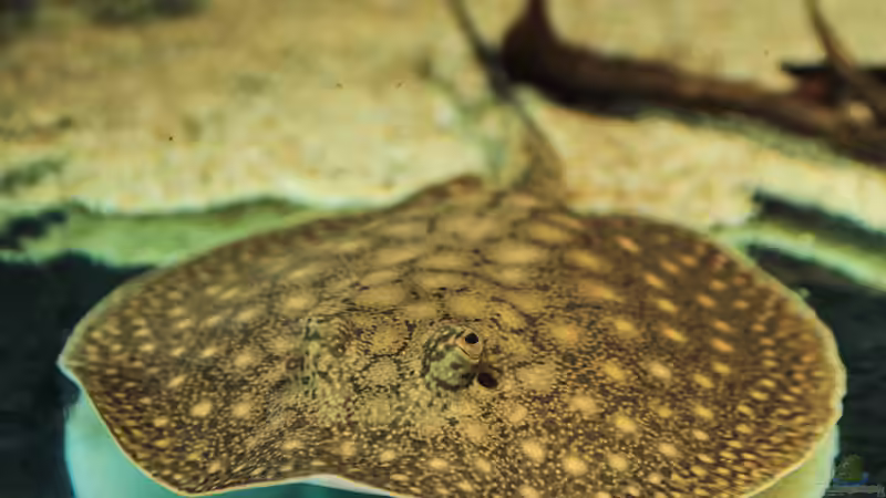 Besatz im Aquarium Amazonasufer von AmazonasFelix (71)