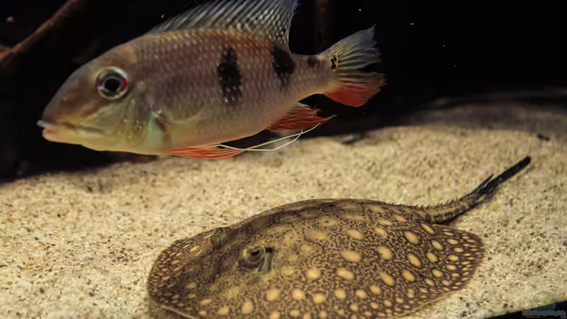 Besatz im Aquarium Amazonasufer von AmazonasFelix (72)