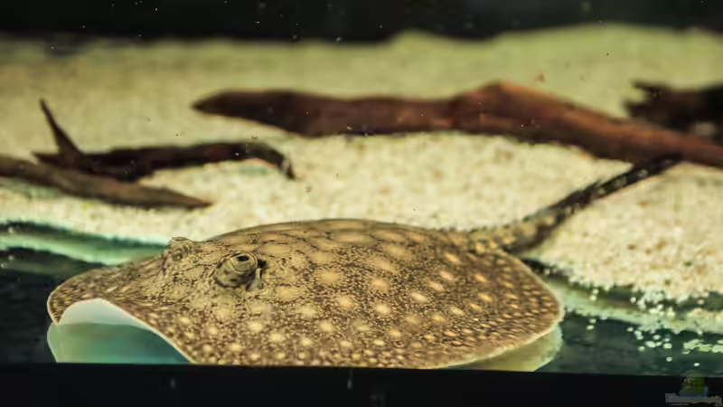 Besatz im Aquarium Amazonasufer von AmazonasFelix (74)