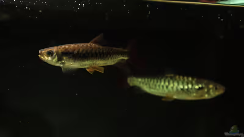 Besatz im Aquarium Amazonasufer von AmazonasFelix (75)