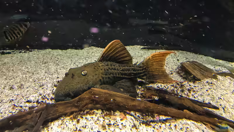 Besatz im Aquarium Amazonasufer von AmazonasFelix (77)