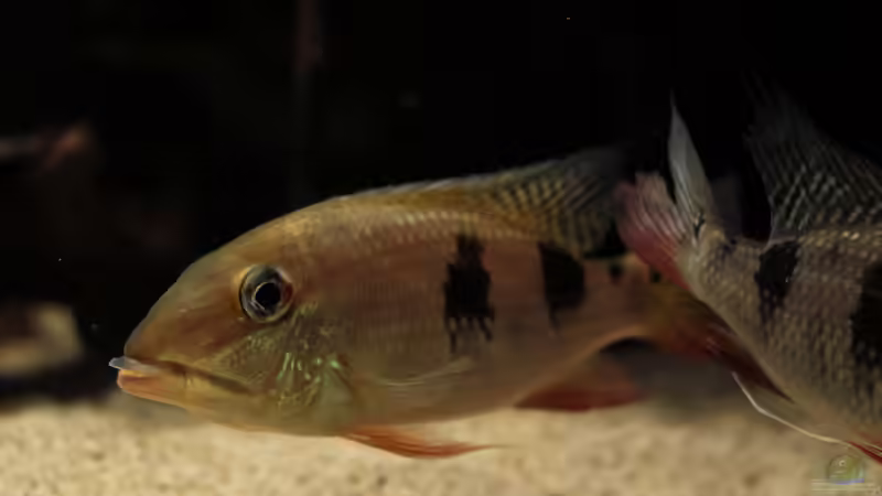 Besatz im Aquarium Amazonasufer von AmazonasFelix (78)