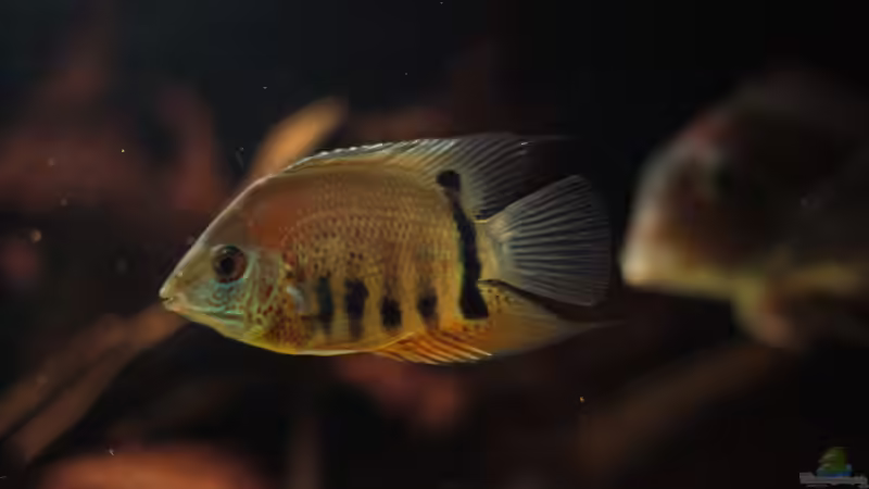 Besatz im Aquarium Amazonasufer von AmazonasFelix (80)