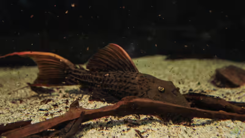 Besatz im Aquarium Amazonasufer von AmazonasFelix (82)