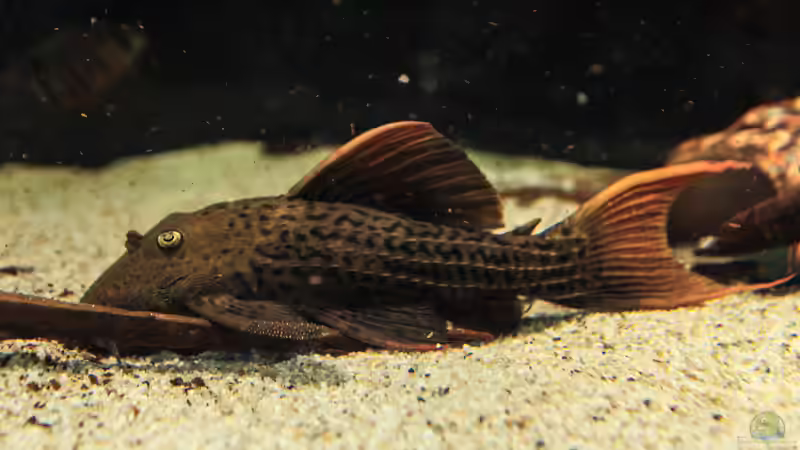 Besatz im Aquarium Amazonasufer von AmazonasFelix (83)
