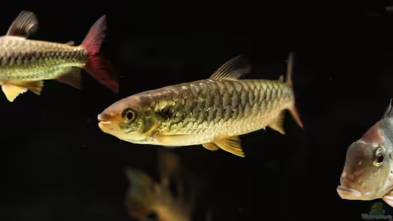 Besatz im Aquarium Amazonasufer von AmazonasFelix (85)