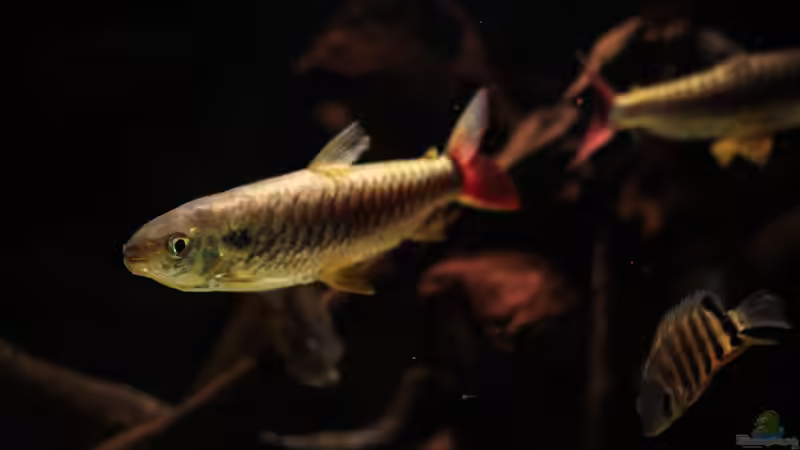 Besatz im Aquarium Amazonasufer von AmazonasFelix (86)