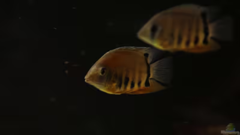 Besatz im Aquarium Amazonasufer von AmazonasFelix (87)