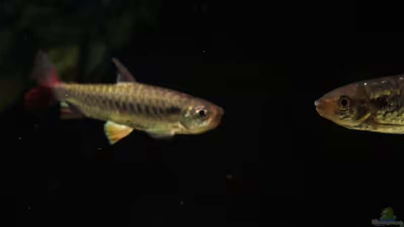 Besatz im Aquarium Amazonasufer von AmazonasFelix (88)