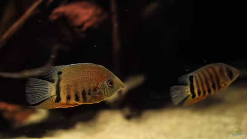 Besatz im Aquarium Amazonasufer von AmazonasFelix (90)