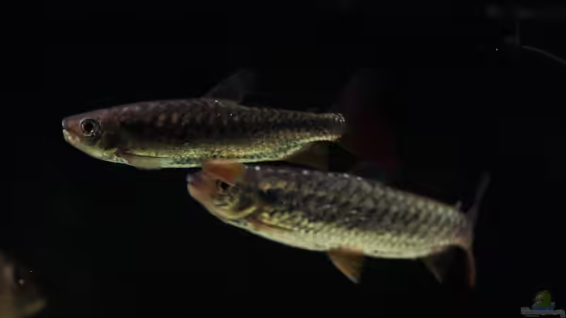 Besatz im Aquarium Amazonasufer von AmazonasFelix (92)