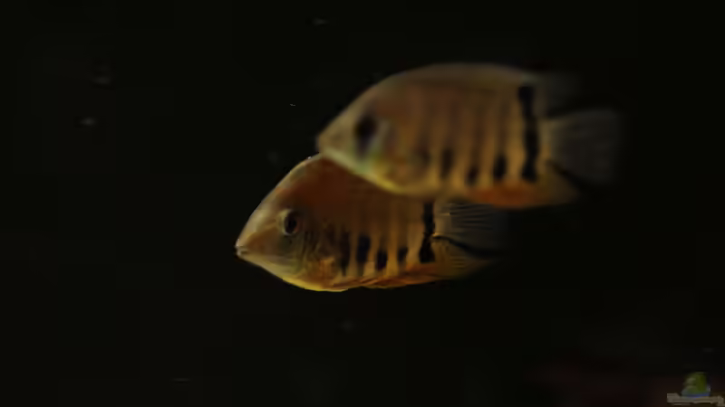 Besatz im Aquarium Amazonasufer von AmazonasFelix (95)