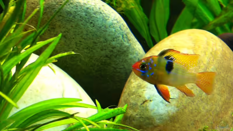 Besatz im Aquarium AmazonParadies von linlan (32)