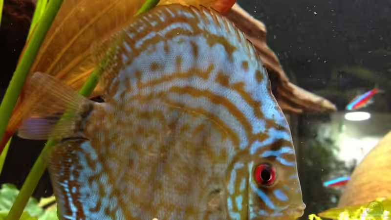 Besatz im Aquarium AmazonParadies von linlan (35)