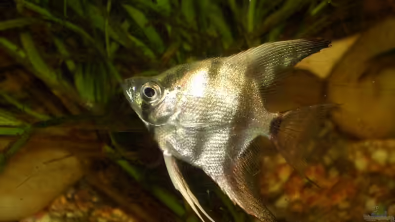 Besatz im Aquarium Amerika von bobbyfee (17)